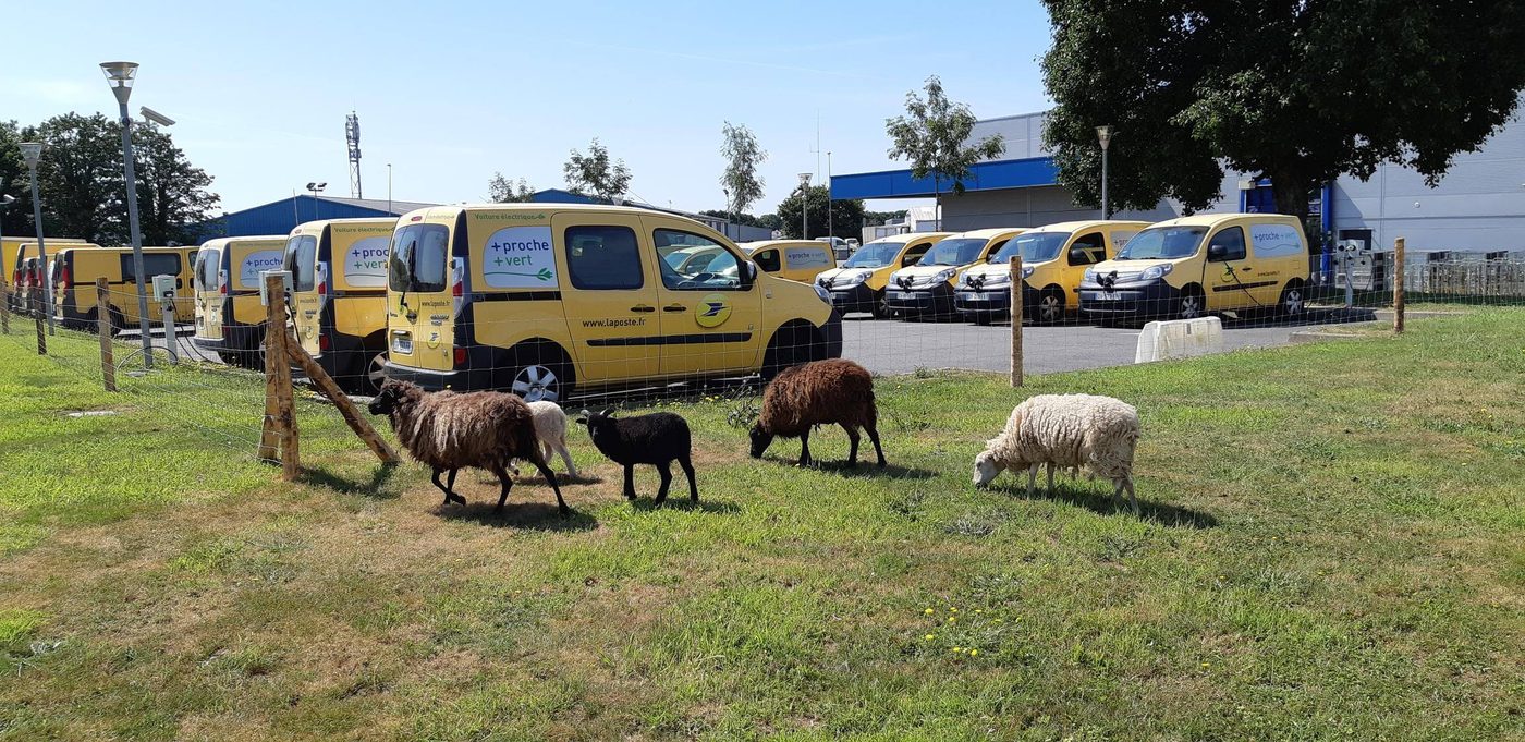 Greensheep